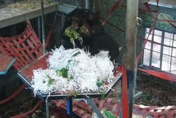 Chimps with ShredEm paper